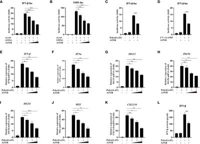 ASFV pA151R negatively regulates type I IFN production via degrading E3 ligase TRAF6